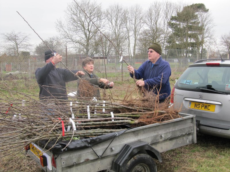 Celia and her helpers getting the trees ready